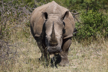 Obraz premium Breitmaulnashorn / Square-lipped rhinoceros / Ceratotherium Simum