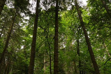 forest in the morning