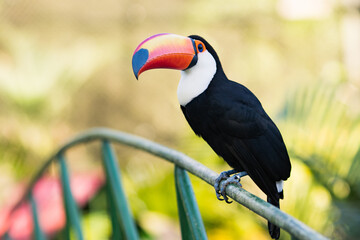 Tucano 3