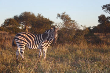 Steppenzebra / Burchell's zebra / Equus burchellii