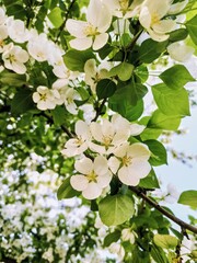  white apple tree flowers