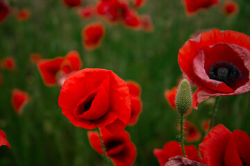 Naklejka premium Beautiful floral background. Poppy bloom. Red flowers with green grass.