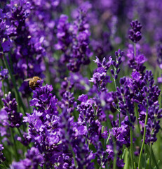 Lavender flowers background. Lavender field, flowers close up, focus to the centre