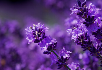 Fototapeta na wymiar Lavender flowers background. Lavender field, flowers close up, focus to the centre