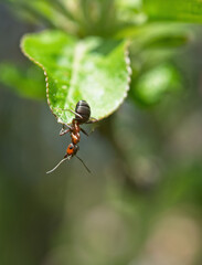 Artistic photo of ant on a fresh blossom of cherry. Blurry background. Spring concept.Ant isolated in fresh blossom background