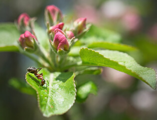 Artistic photo of ant on a fresh blossom of cherry. Blurry background. Spring concept.Ant isolated in fresh blossom background