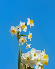  Nice white daffodil in bright blue background in early spring, maltese daffodil, narcis, blossom daffodils on a natural background, Mothers day. Spring concept © renatados
