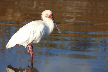 Afrikanischer Löffler / African spoonbill / Platalea alba