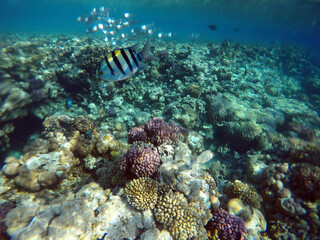 Stunning undersea coral reef view, Red Sea, Egypt, Sharm El Sheikh