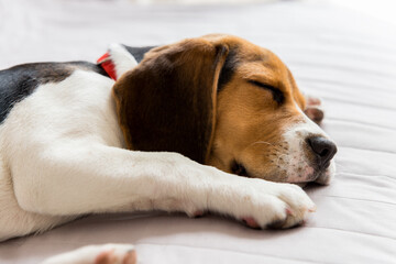 Beagle Dog Sleeping In The Bed	