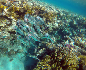 Stunning undersea coral reef view, Red Sea, Egypt, Sharm El Sheikh
