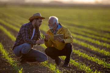 Two men crouching in corn field showing plant pointing