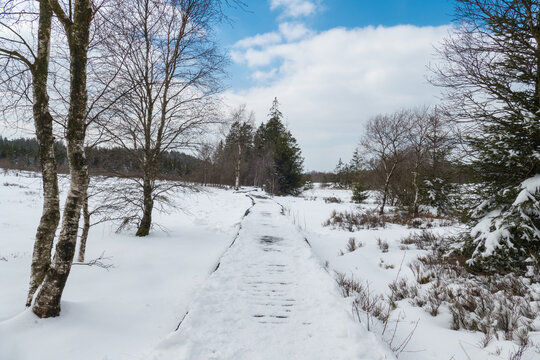 Belgium, Hautes Fagnes, path in the Fagnes