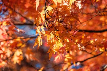 red autumn leaves