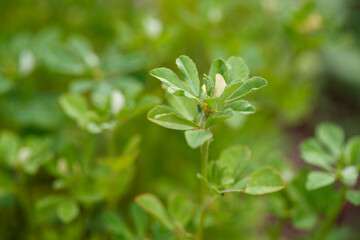 close up of a Fenugreek greens, Trigonella foenum-graecum plant - obrazy, fototapety, plakaty