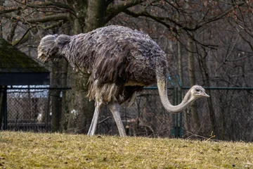 Fotobehang The common ostrich, Struthio camelus, or simply ostrich © rudiernst