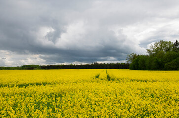 Rapeseed (Brassica napus),also known as rape,oilseed rape is a bright-yellow flowering member of the family mustard,cultivated mainly for its oil-rich seed. It is the third-largest source of vegetable