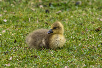 Beautiful yellow fluffy greylag goose baby gosling in spring, Anser anser