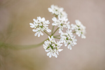 flowers of a Coriander,  Coriandrum sativum