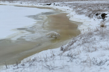  Wild arctic fox (Vulpes Lagopus) in tundra in winter time.