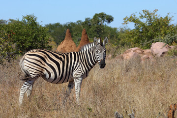 Steppenzebra / Burchell's zebra / Equus burchellii