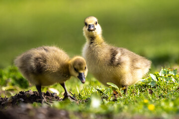 Beautiful yellow fluffy greylag goose baby gosling in spring, Anser anser - Powered by Adobe