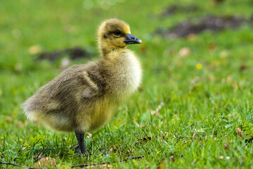 Beautiful yellow fluffy greylag goose baby gosling in spring, Anser anser