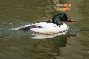 Common Merganser, Goosander, Mergus merganser, swimming on the Kleinhesseloher Lake at Munich, Germany