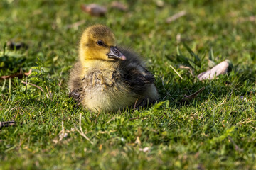Beautiful yellow fluffy greylag goose baby gosling in spring, Anser anser