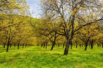 Culture de Noyers près de Grenoble