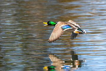 Wild duck or mallard, Anas platyrhynchos flying over a lake in Munich, Germany