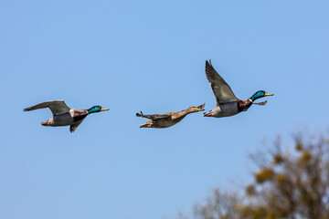 Wild duck or mallard, Anas platyrhynchos flying over a lake in Munich, Germany