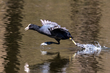 Eurasian coot, Fulica atra chasing each other by running across the water