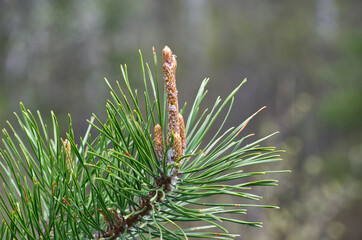 Close up of Pine Needles