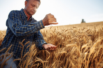 A farmer in a ripe wheat field is pouring grains from hand to hand. The man checks the wheat...
