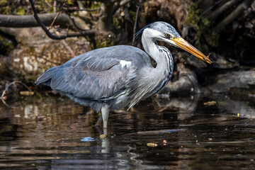 While fishing in the moving water a grey heron, Ardea cinerea successfully caught a fish.