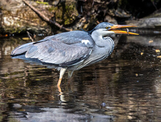 While fishing in the moving water a grey heron, Ardea cinerea successfully caught a fish.