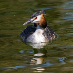 Great Crested Grebe, Podiceps cristatus with beautiful orange colors, a water bird with red eyes.