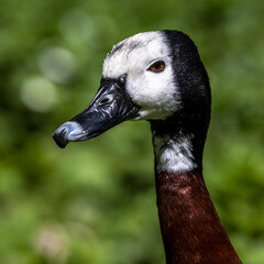 White-faced whistling duck, Dendrocygna viduata. Birds watching