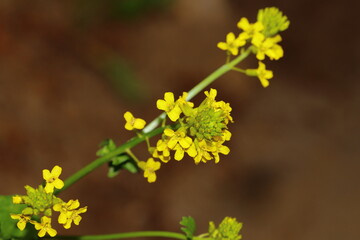 close up of blooming wildflower