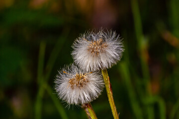 dandelion with beautiful green grassy background