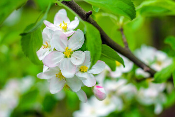 Apple blossom close-up on a green background in the garden.