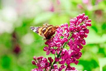 A red-haired little butterfly sits on a lilac branch of a lilac lilac in summer.