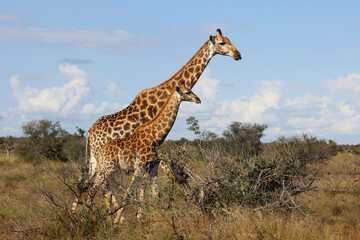 Giraffe / Giraffe / Giraffa camelopardalis.