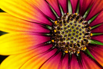 Blume