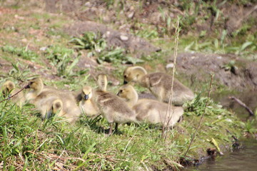 Resting Goslings, William Hawrelak Park, Edmonton, Alberta