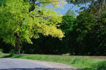 Trees with green leaves brightly lit by the sun near the roadside.