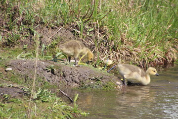 Going In, William Hawrelak Park, Edmonton, Alberta