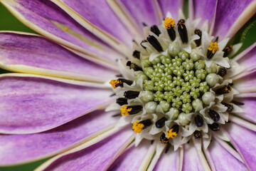 Blume