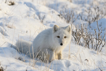 Obraz na płótnie Canvas Arctic fox in Siberian tundra in winter time.